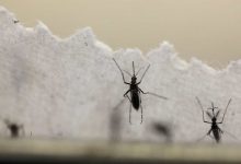 Foto de São Carlos registra 4.331 notificações, com 1.876 casos de Dengue