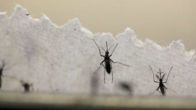 Foto de São Carlos registra 4.331 notificações, com 1.876 casos de Dengue