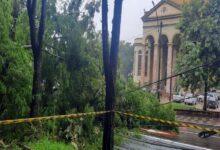 Foto de Árvore de grande porte cai em frente à Catedral, avenida está interditada